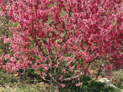 -渭南桃花源民俗文化园