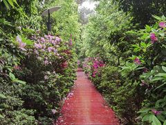 -铁山坪森林公园