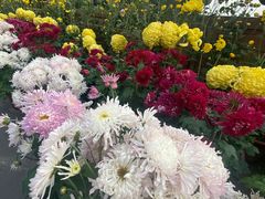 -乐山大佛风景名胜区乌尤寺南门-售票点