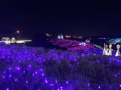 -大塘金香草谷