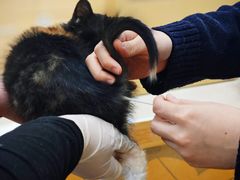 -美联众合动物医院·24h京西诊疗中心
