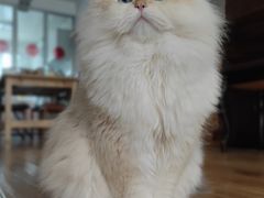 -北京稻香村(长白岛店)