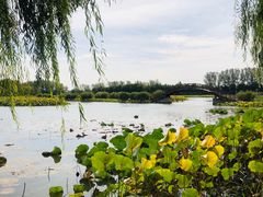 -白洋淀景区