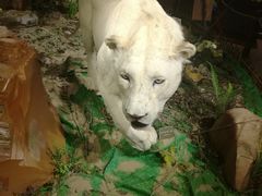 -陕西自然博物馆