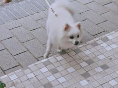 -钟薛高(南头古城店)