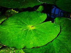 -国家植物园南园