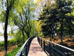 -大兴滨河森林公园