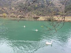 -靖西鹅泉风景区