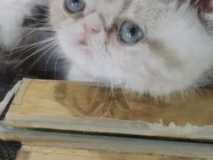 -糯米喵星人总部直营旗舰店·猫舍·幼猫出售
