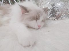 -共舞时光猫咖·狗咖(新街口店)