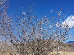 -泸沽湖国家级风景名胜区走婚桥