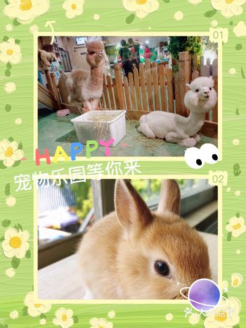 这里有可爱的小动物等你哟！