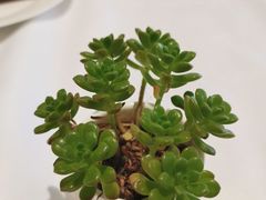 -维兰西餐(万泉河店)
