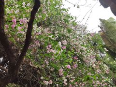 -深圳国际园林花卉博览园