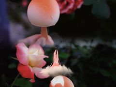 -盒马鲜生(悠方店)