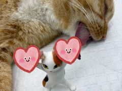 -瑞派康怡24h宠物医院·犬猫医疗中心·微创绝育(瑞景分院)