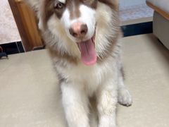-宠福鑫康馨动物医院·骨科·眼科