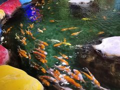 -顺德南宏海立方海洋公园