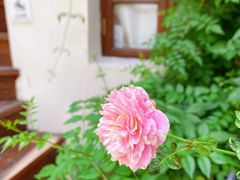 -奈诺甜品·生日蛋糕·下午茶(古城店)