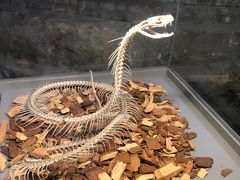 -自然博物馆新馆2楼餐厅