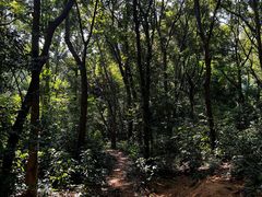 -番禺大夫山森林公园