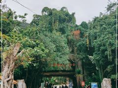 -西双版纳原始森林公园