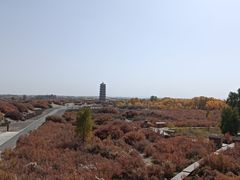 -金塔沙漠胡杨林景区