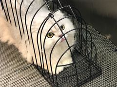 洗澡ing-北京恒爱动物医院(清景园分院)