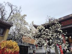 -灵谷景区