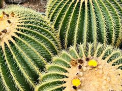 -北京植物园-展览温室