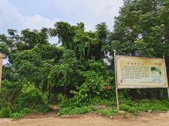 -硇洲岛旅游区