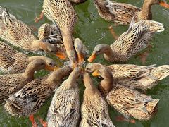 -野鸭湖国家湿地公园