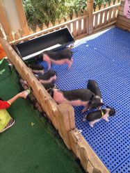 -萌宠亲子动物乐园(槐房万达店)