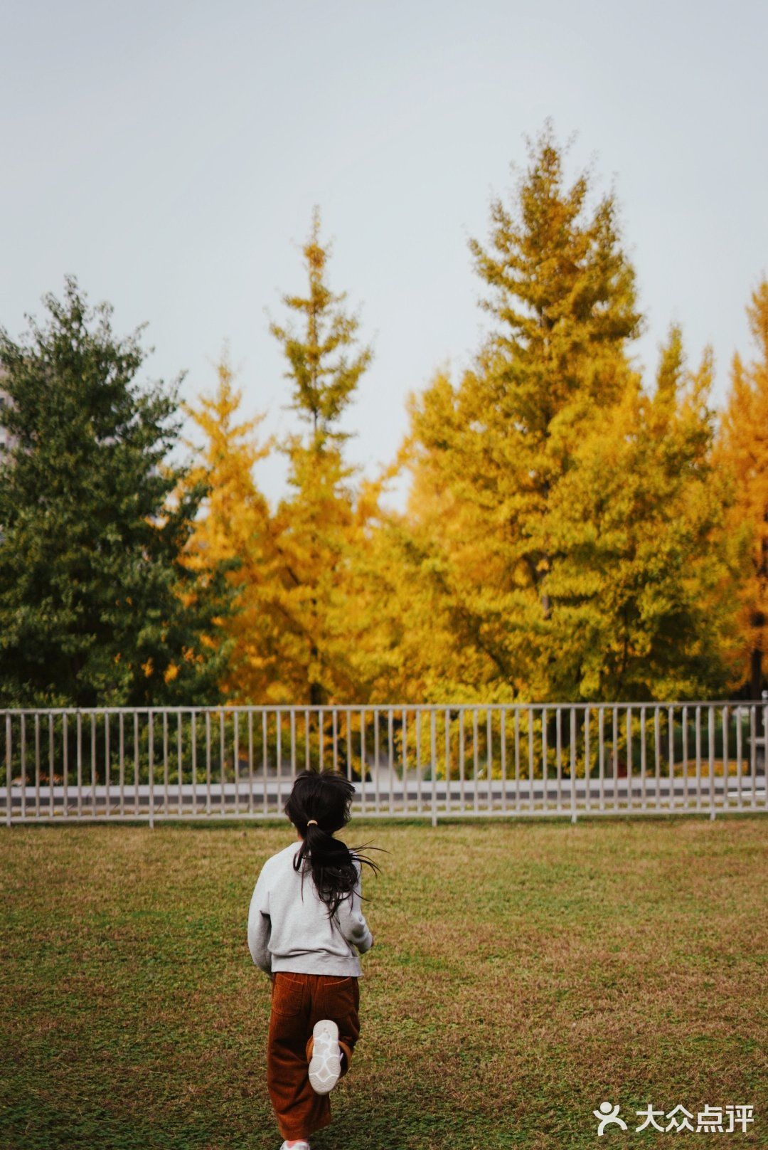 金秋赏银杏推荐