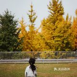 金秋赏银杏推荐