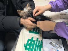 -瑞派宠物医院·24h·骨外科·皮肤科·全科宠物医疗转诊中心(沈阳浑南院)