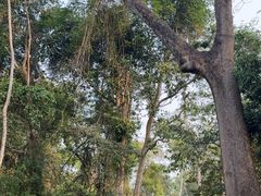 -中国科学院西双版纳热带植物园