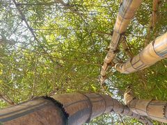 -广州白江湖森林公园