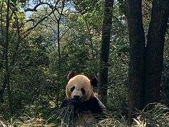 -中国大熊猫保护研究中心雅安碧峰峡基地