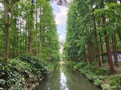 -东平国家森林公园
