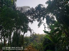 -西双版纳原始森林公园