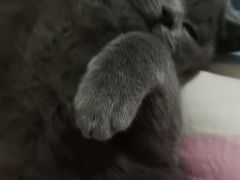 -宠颐生斯嘉宠物医院·急重症·心内科(谷阳北路分院)