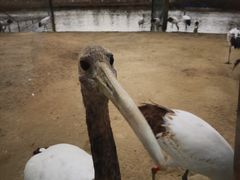 -盐城丹顶鹤湿地生态旅游区