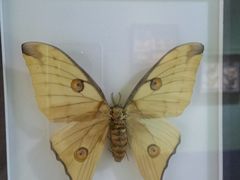 -上海昆虫博物馆