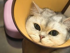 -瑞派名望24h动物医院异宠专科·猫专科·骨科·重症监护分院