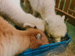 -藦茜花园宠物主题亲子互动体验馆(国顺东路店)
