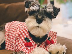 -PETKIT小佩宠物(古北店)