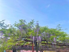 -嘉定紫藤园