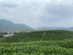 -龙坞茶村