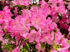 -深圳仙湖植物园